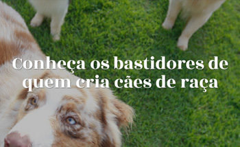 Nosso País é o 3º lugar no ranking de registros de cães. Este ano acontece em Fortaleza, de 31 de maio a 3 de junho, a exposição Américas y El Caribe, o que confirma o crescimento da cinofilia no Estado